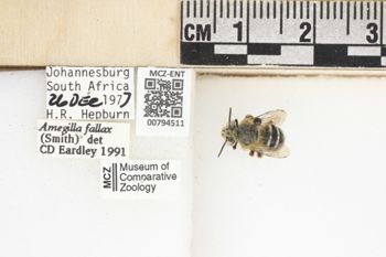 Media type: image;   Entomology 794511 Aspect: labels